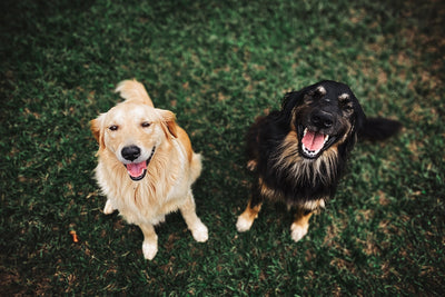 CBD gegen Heuschnupfen/Pollenallergie beim Hund (Lesezeit: ca. 10min)
